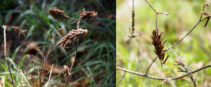 [Two photos spliced together. On the left are several brown sticks which have at their ends the clumping of long thin brown pods. There are no leaves and no greenery anywhere on the plant. The background is dark green grass. The image on the right is one clumping of pods hanging down from a brown stem. The background in this image is a light green. ]